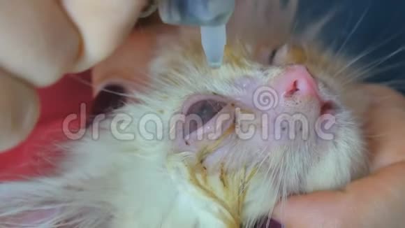 2闭上眼睛人类的双手处理小猫的眼睛兽医概念动物眼药水无家可归的小猫眼霜视频的预览图