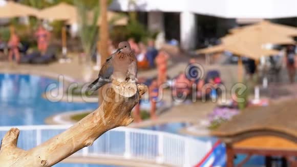 埃及鸽子坐在酒店背景的树枝上有一个游泳池视频的预览图