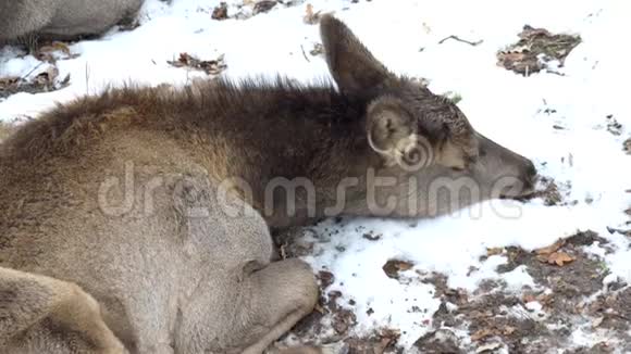 一只年轻的休耕鹿躺在雪地上特写镜头塞沃斯达玛4K视频的预览图