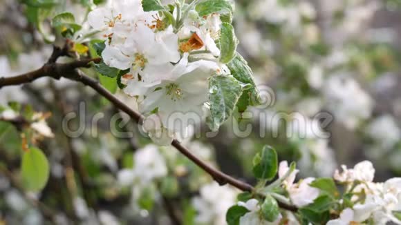 雨后盛开的苹果树春天雨滴中的苹果花视频的预览图