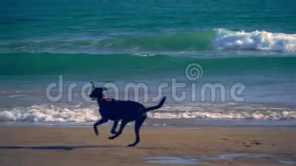 在海滩上慢动作奔跑的狗西班牙视频的预览图