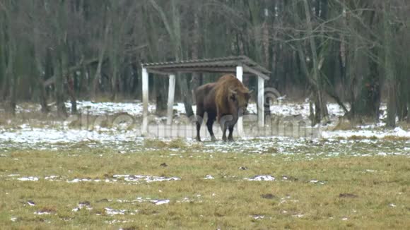 欧洲野牛的背景野生动物呼吸它的蒸汽从鼻子冬天4K视频的预览图