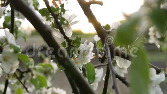 雨后盛开的苹果树春天雨滴中的苹果花视频的预览图
