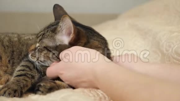 女人的手抚摸着她可爱的猫躺在床上视频的预览图