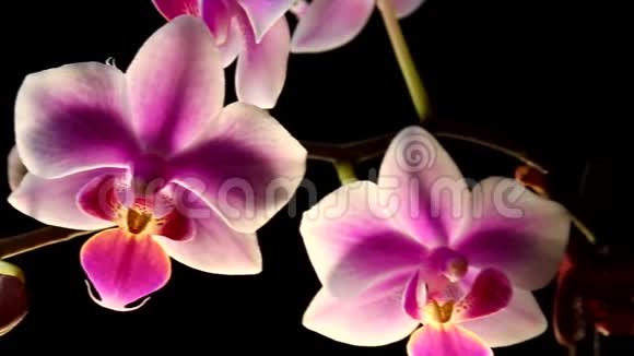 明亮的白色和粉红色的兰花花在黑暗的背景上视频的预览图
