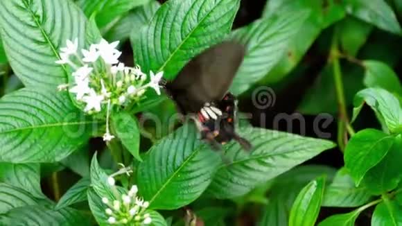 花上常见的摩门蝴蝶视频的预览图