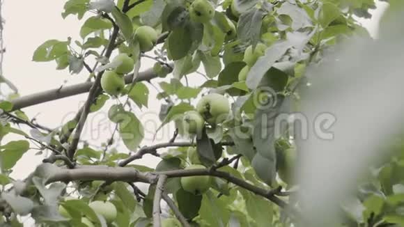 花园里树枝上的绿苹果傍晚雨后苹果树全景拍摄视频的预览图