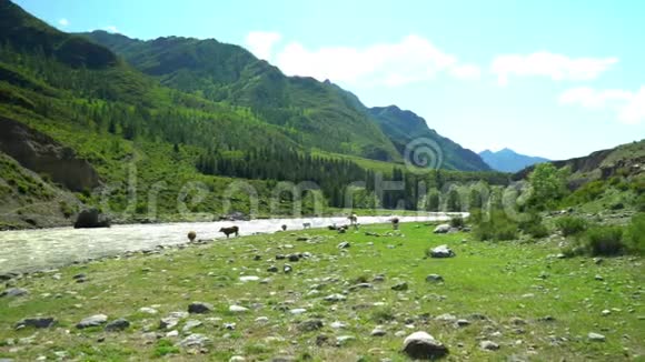 奶牛在山河的草地上放牧绿草如茵牛的牧场山地景观视频的预览图