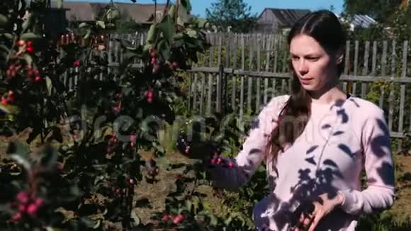 年轻的黑发女人吃沙莓从乡下的灌木丛中撕下来视频的预览图