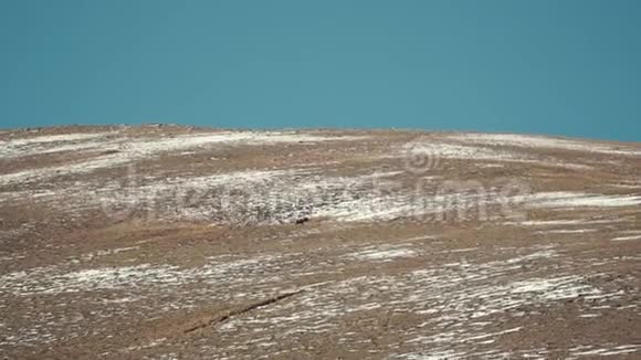 阿尔加里的山羊野羊在雪山上放牧Saylyugemsky国家公园长期射击视频的预览图