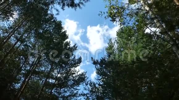 在森林中的树木上视频的预览图