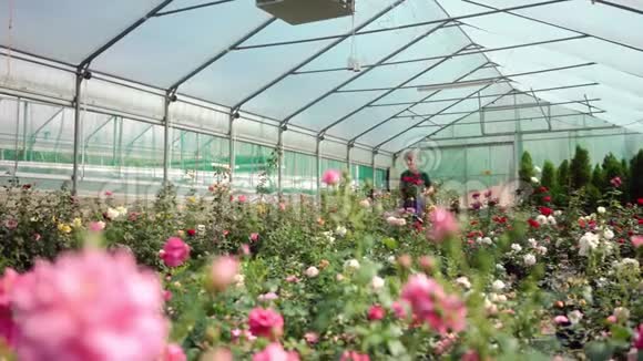 小企业园艺用玫瑰做温室视频的预览图