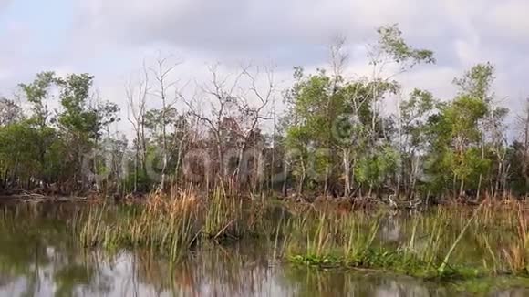 在平静的湖泊中有绿色和干燥的无叶森林的湿地视频的预览图