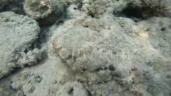莫雷鳗鱼从岩石里出来水下射击视频的预览图
