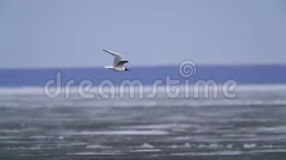 鸟海鸥飞过一个大湖松散的冰浮在湖面上一阵强风吹向海鸥视频的预览图