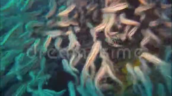 菲律宾珊瑚礁上的条纹鲶鱼水下游泳学校视频的预览图