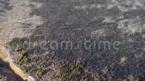 石头上的海藻被山河的水冲刷视频的预览图