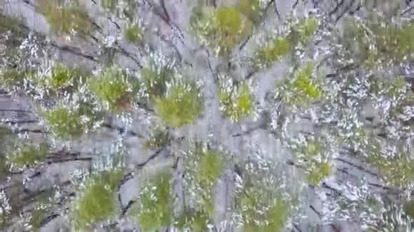 鸟瞰树木和冰冻湖泊视频的预览图