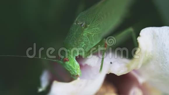 大绿灌木蟋蟀以白色花瓣为食视频的预览图