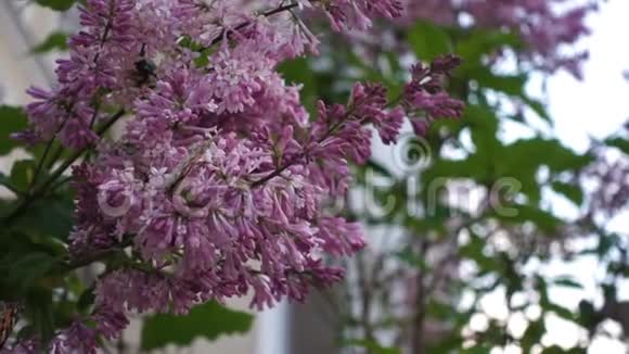 蝴蝶对丁香花电影视频的预览图