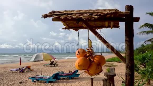 海滩和印度洋背景下的金色椰子视频的预览图