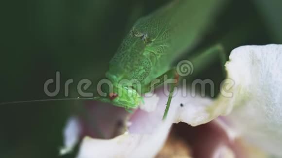 大绿灌木蟋蟀以白色花瓣为食视频的预览图