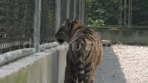 幼虎在动物园的笼子里踱来踱去视频的预览图