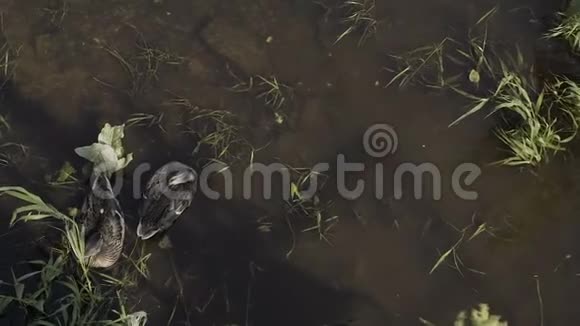 鸭子和小鸭子一起走漂浮在池塘的水中与自然和谐相处视频的预览图