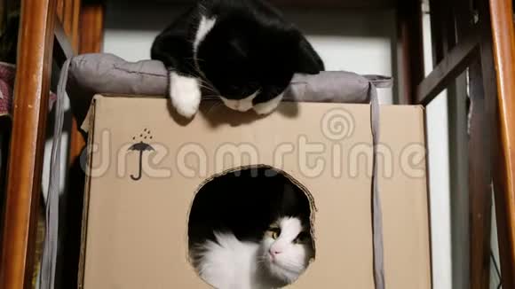 黑白猫在纸板箱里互相玩视频的预览图
