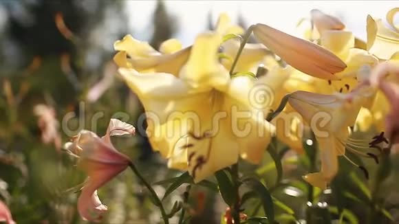 黄色喇叭金色百合花夏天花园里生长的鲜花园艺概念视频的预览图