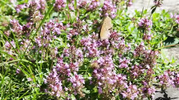 紫罗兰花上的蜜蜂和蝴蝶视频的预览图