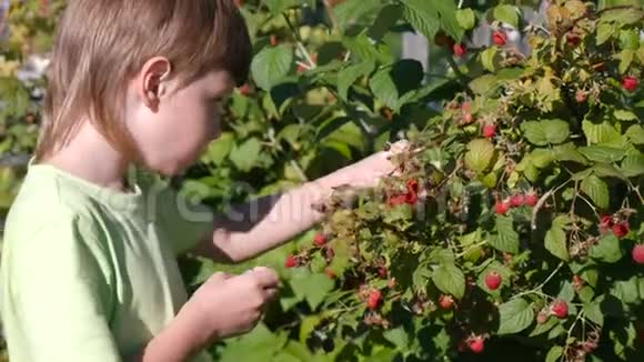 男孩吃树莓从乡下的灌木丛里撕下来视频的预览图