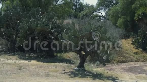 沙漠中生长的野生仙人掌墨西哥墨西哥城4K视频的预览图