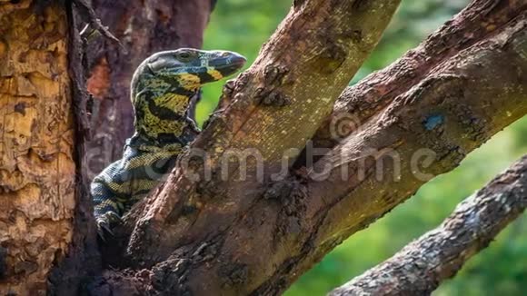 一只在树上休息的草原蜥蜴特写镜头放大视频的预览图