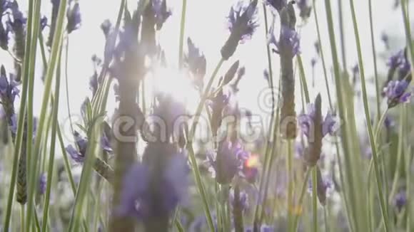 前景中的薰衣草花和模糊的背景被风移动视频的预览图