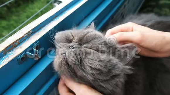 女人抓着阳台上的波斯猫一只心满意足的宠物从快乐中闭上眼睛视频的预览图