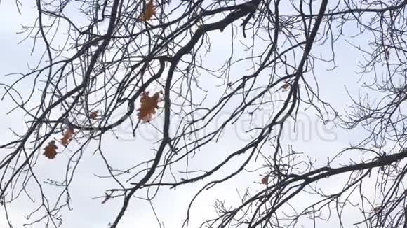 树枝上一片干燥的橡树叶随风摇曳视频的预览图