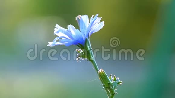 一朵孤独的蓝色花生长在田野里一朵花的特写视频的预览图