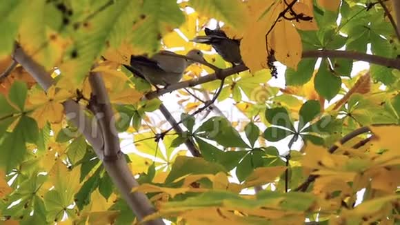 两只鸽子坐在一棵树上往下看鸽子飞了起来美丽的秋天树有黄色的叶子视频的预览图
