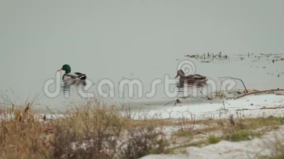 两只美丽的野鸭在水中游泳靠近海岸冬天有干草视频的预览图