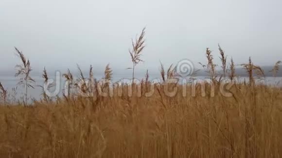 水背景上有干燥的黄色芦苇的景观视频的预览图