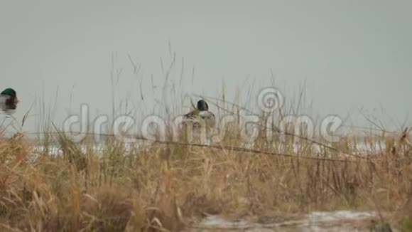 两只美丽的野鸭在水中游泳靠近海岸冬天有干草视频的预览图