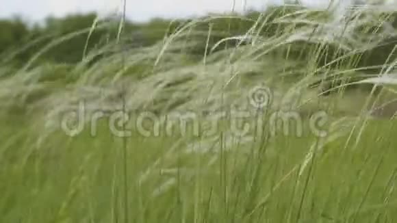 草地上的羽毛草随风摆动视频的预览图