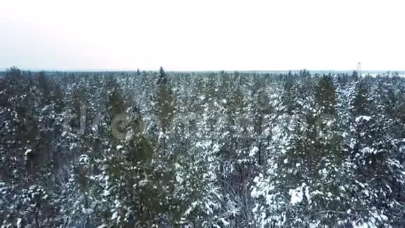 森林地区覆盖着雪花的松树视频的预览图