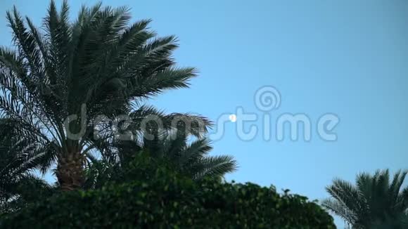 在绿树丛中摇曳的棕榈树叶视频的预览图