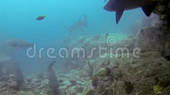 灰色护士鲨鱼组关闭蓝海鲨鱼潜水中的沙虎鲨群视频的预览图