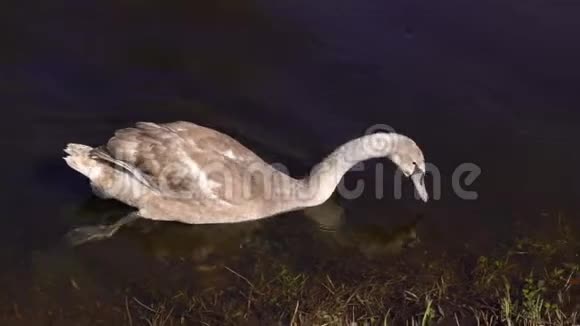 沼泽里一只孤独的鸭子视频的预览图