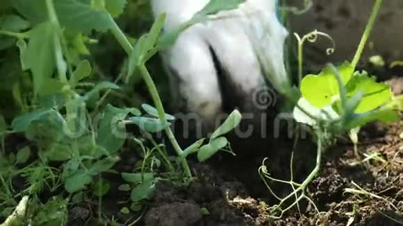 戴上手套在农场工作清除花园中的杂草清理地面特写视频的预览图