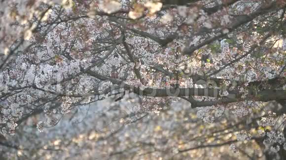 清晨在东京一个公园里的樱花拱廊视频的预览图