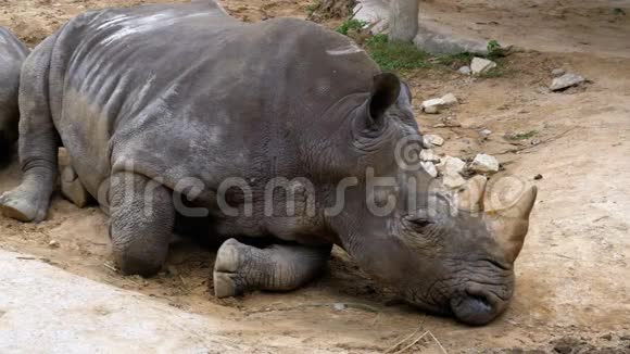 犀牛躺在KhaoKheow开放动物园的地上泰国视频的预览图